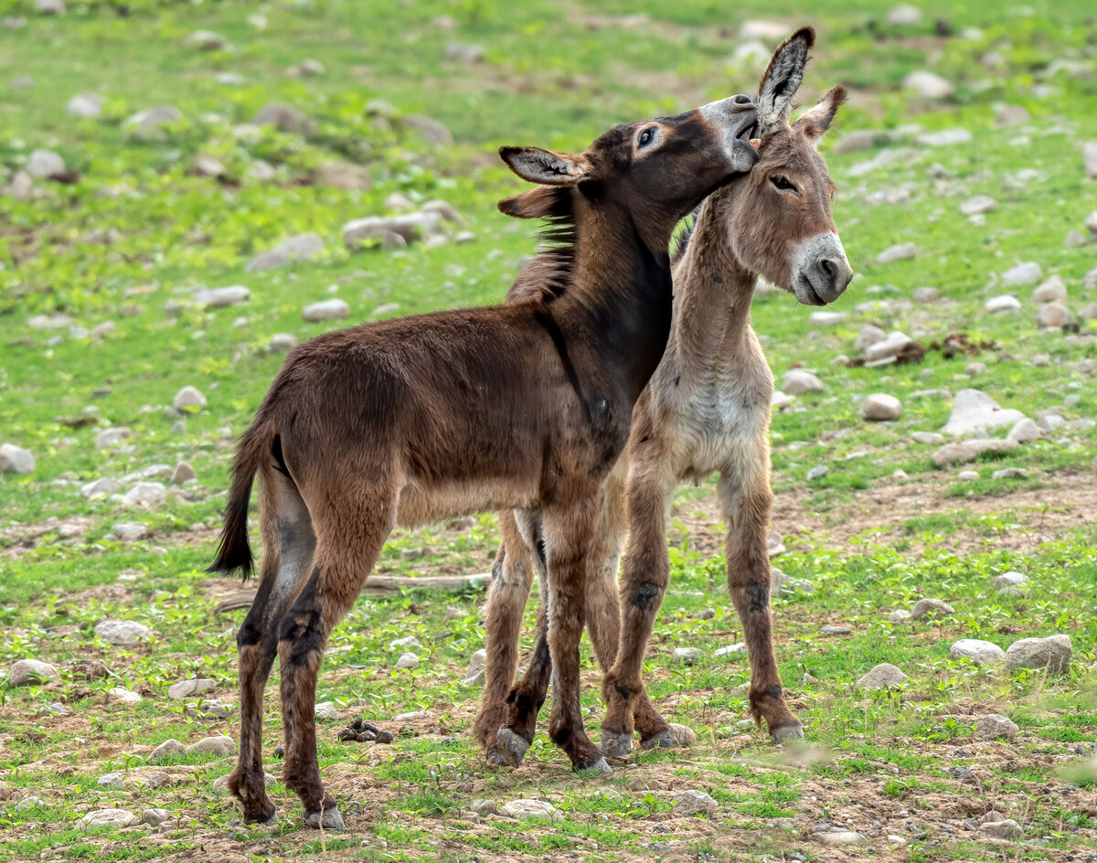 Donkey-0319-Edit.jpg