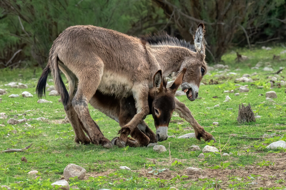 Donkey-0702-Edit.jpg