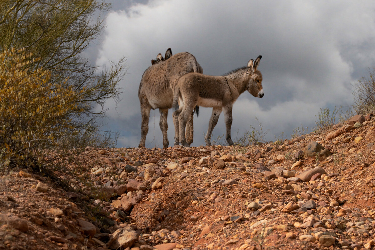 Donkey-1713-Edit.jpg