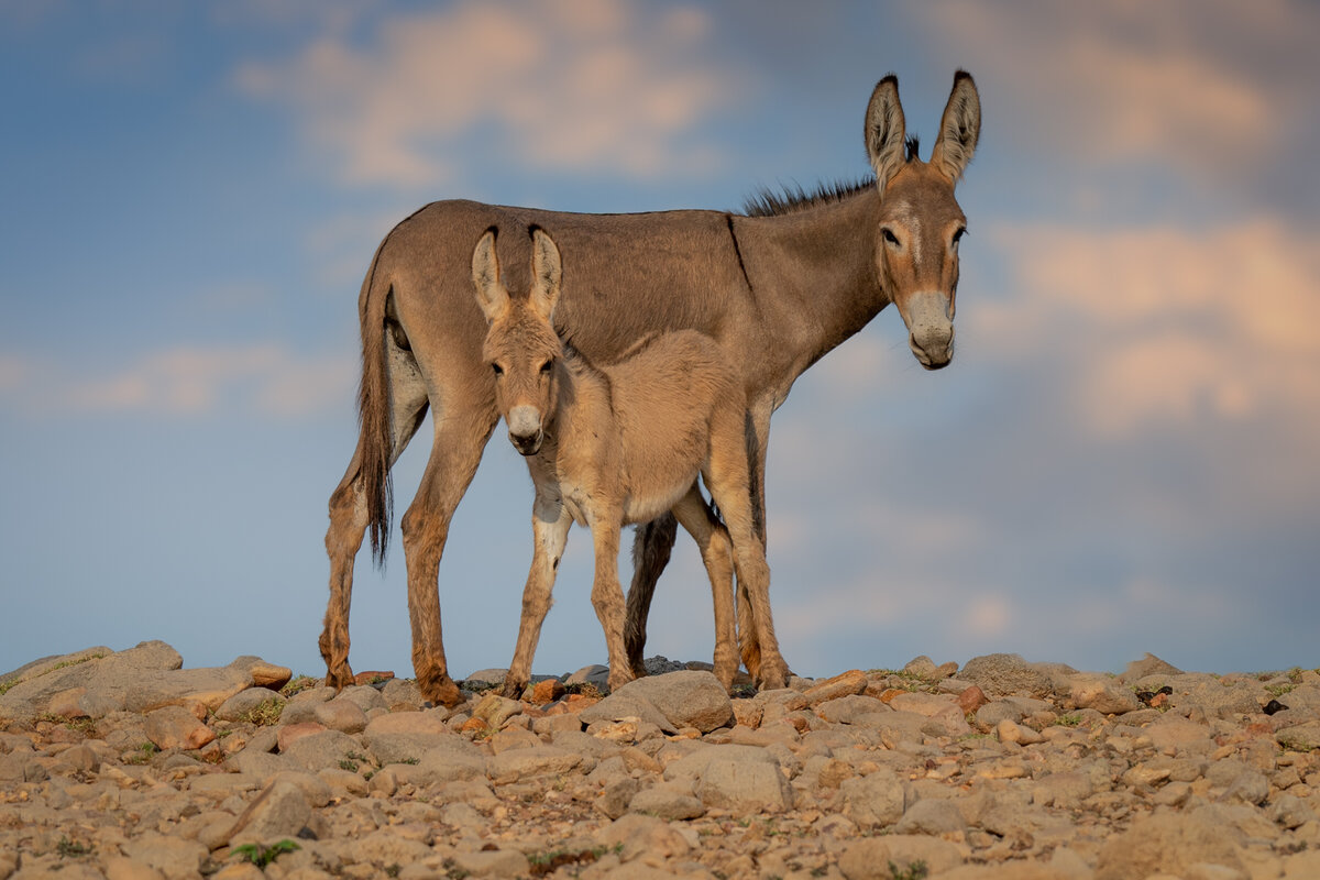 Donkey, Jenny and Foal-8837-Edit.jpg