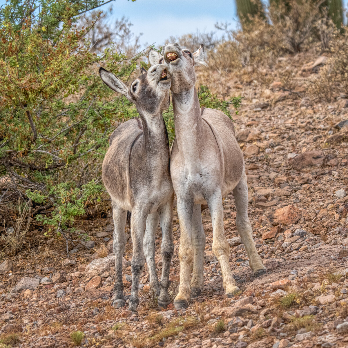 Donkeys-06693-Edit.jpg