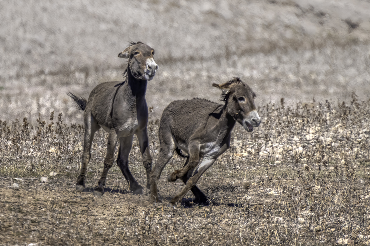 Donkeys | Focal World