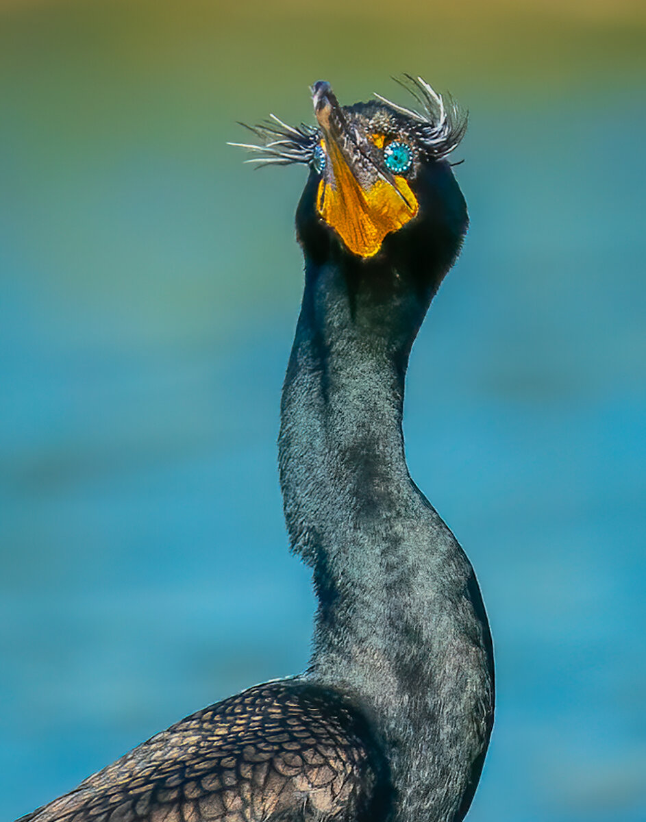 Double-crested cormorant-9875-Edit.jpg
