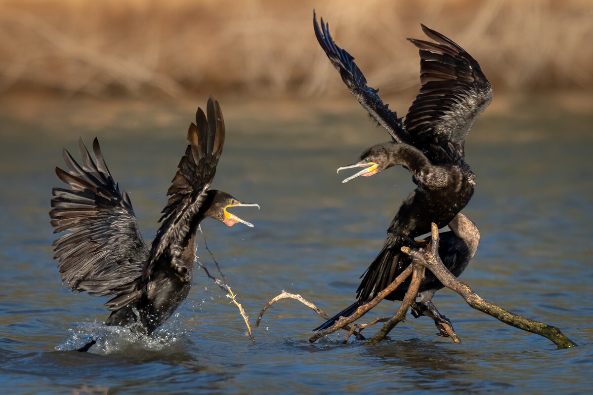 Double-crested cormorants-07496-Edit-Edit.jpg