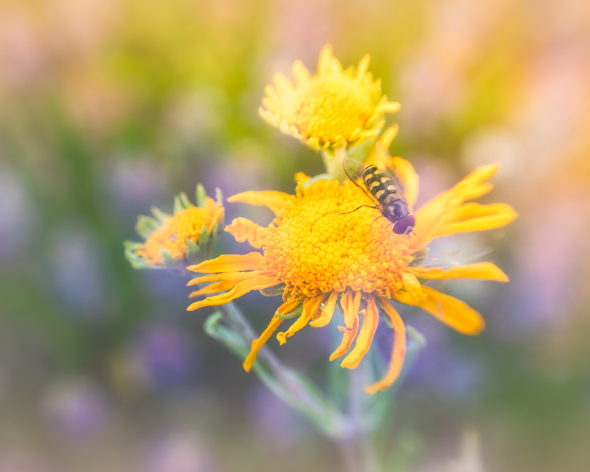 Double-Exposure---Flowers---1.jpg