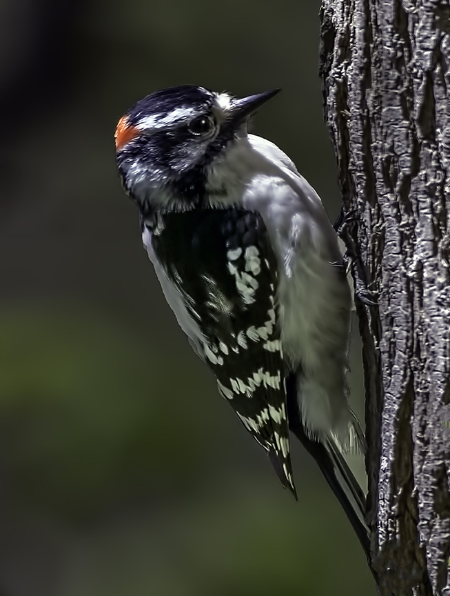 Downey Woodpecker final.jpg