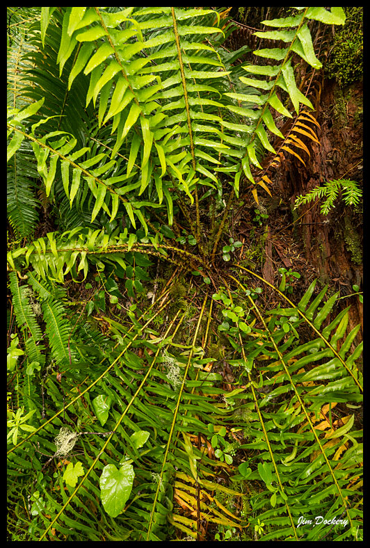 Downy-Creek_030-sm.jpg