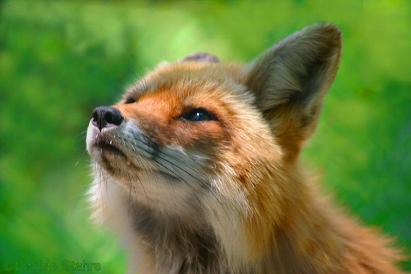 DR-7-01-04-0255Fox.jpg