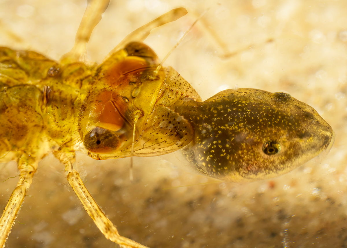 Dragonfly nymph eating a tadpole.png