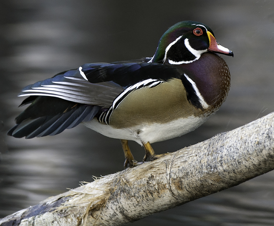 Drake Wood Duck.jpg