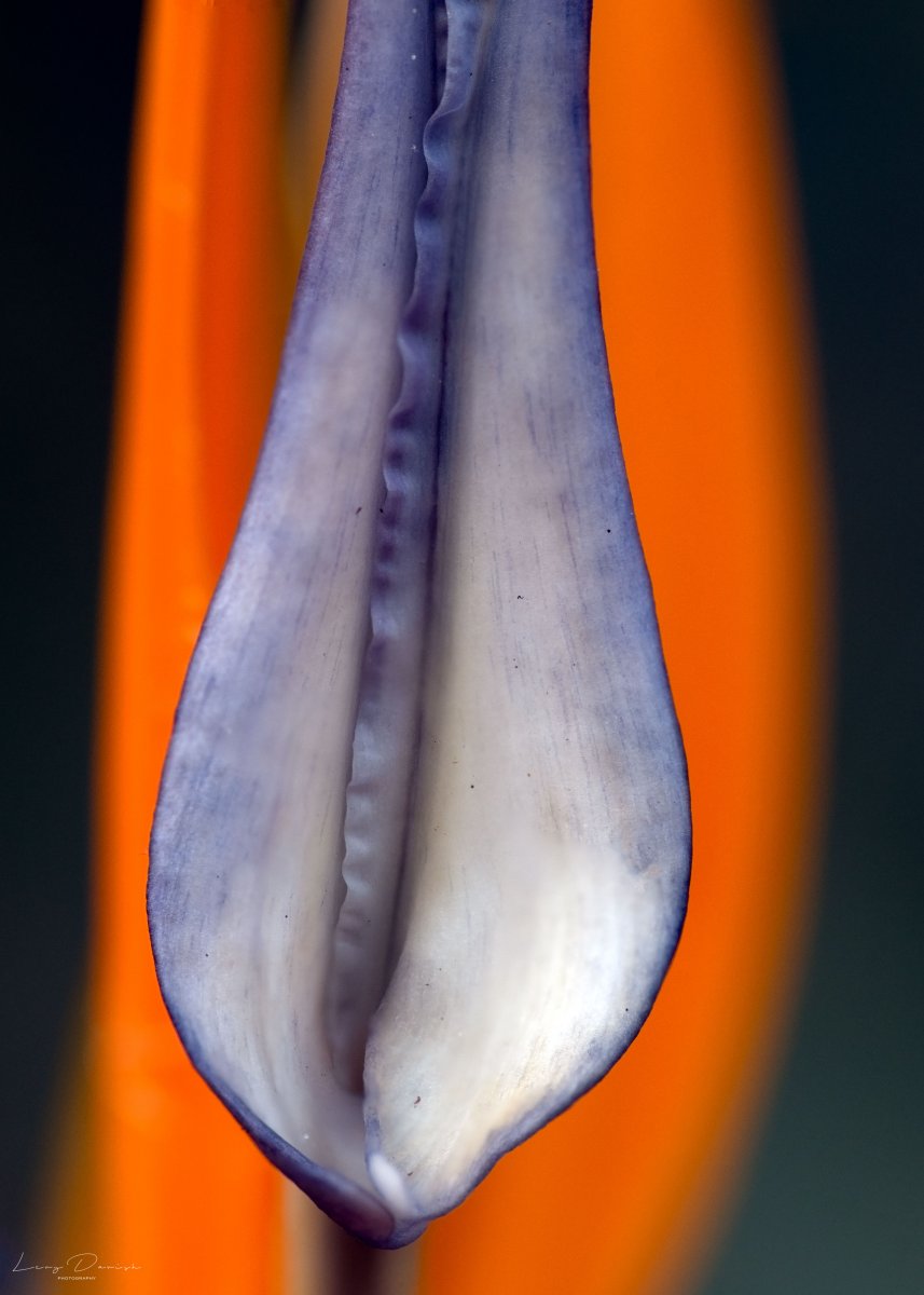DRJ_5801-Edit.jpg