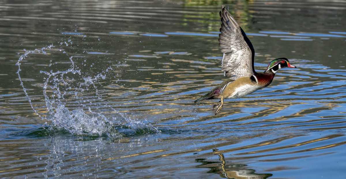 Winged Wednesday 12.4.2024 | Focal World