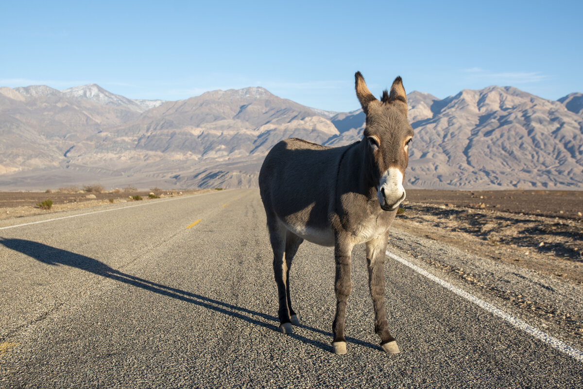 DSC_0195a.jpg