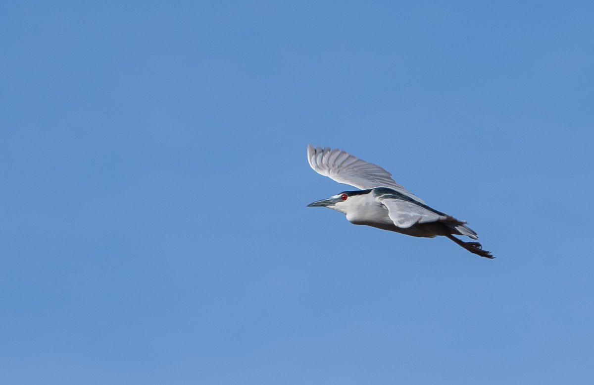 DSC_0197.jpg