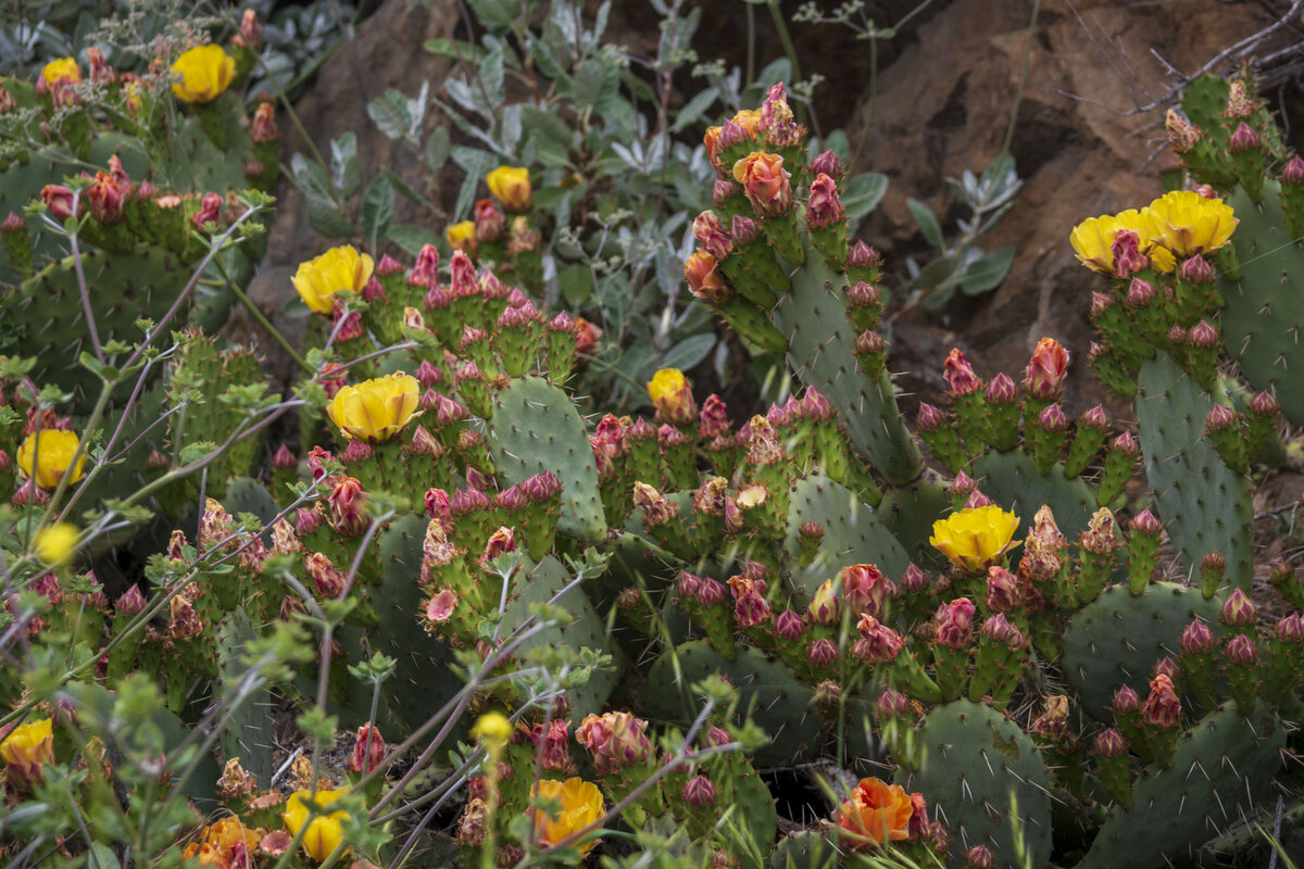 DSC_0215a.jpg