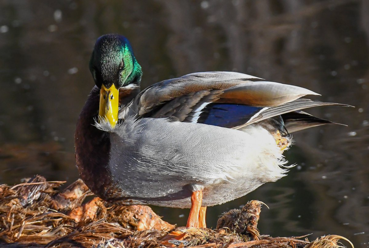 DSC_0420-2.jpg
