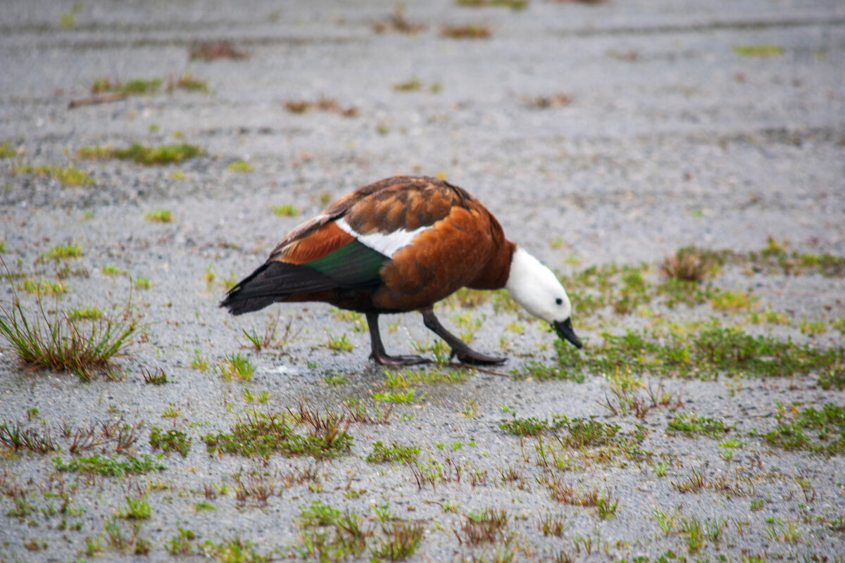 DSC_0561.jpg