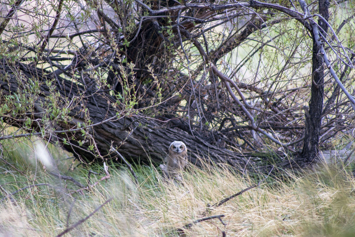 DSC_0680a.jpg