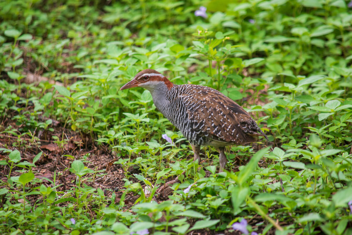 DSC_0740a.jpg