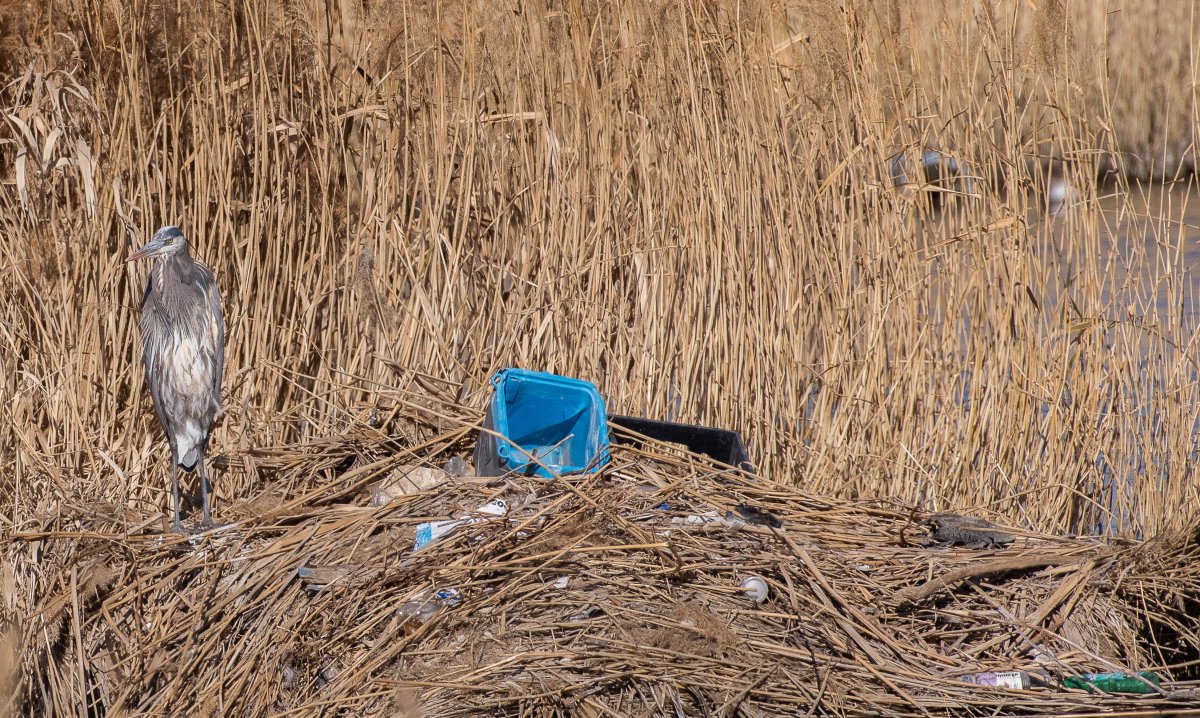 DSC_0973.jpg