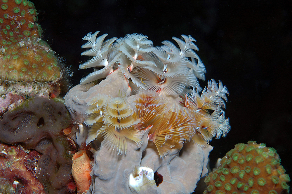 DSC_1612a.jpg