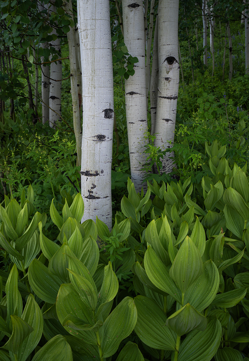 DSC_1748-Enhanced-NR copy 3.jpg