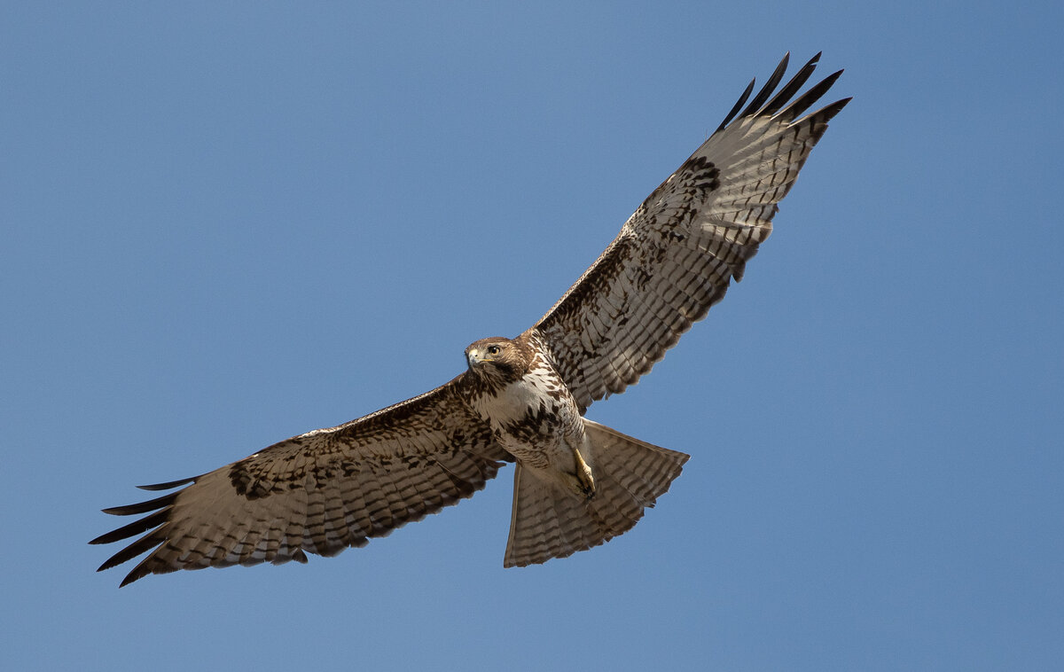 DSC_2376.jpg