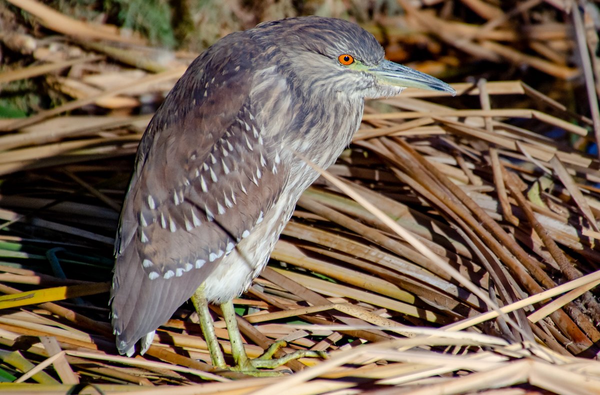 DSC_6104-2.jpg
