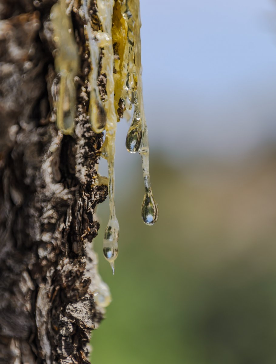 DSC_6636-3.jpg