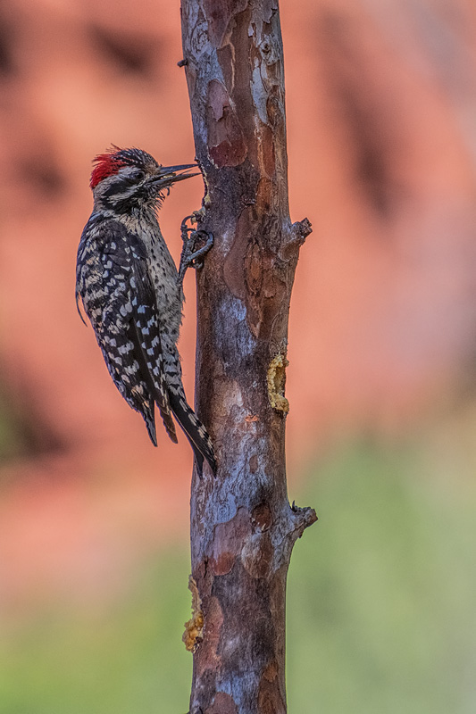 DSC_6723x_dw.jpg
