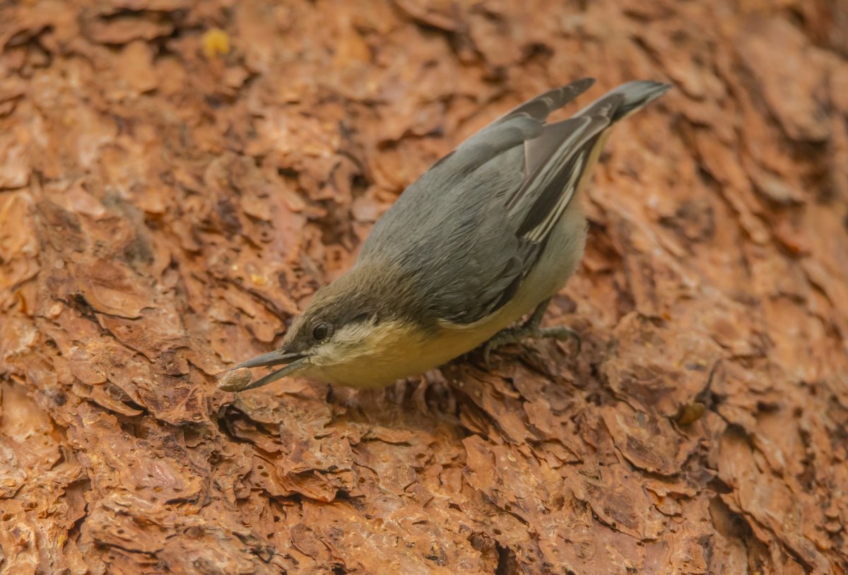 DSC_7746.jpg