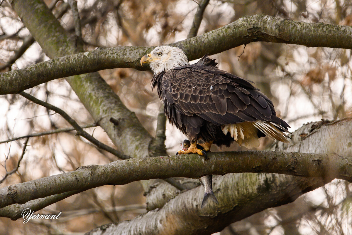 DSC_8772-Edit.jpg