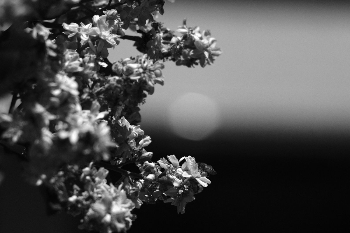 DSCF1499.jpg