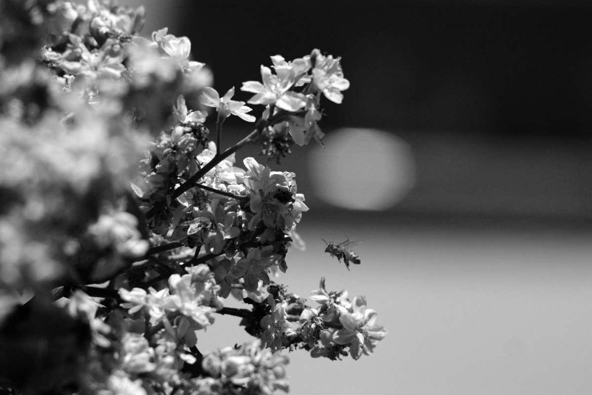 DSCF1509.jpg