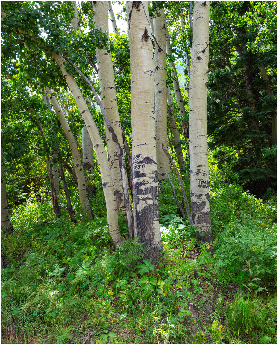 DSCF2397.jpg