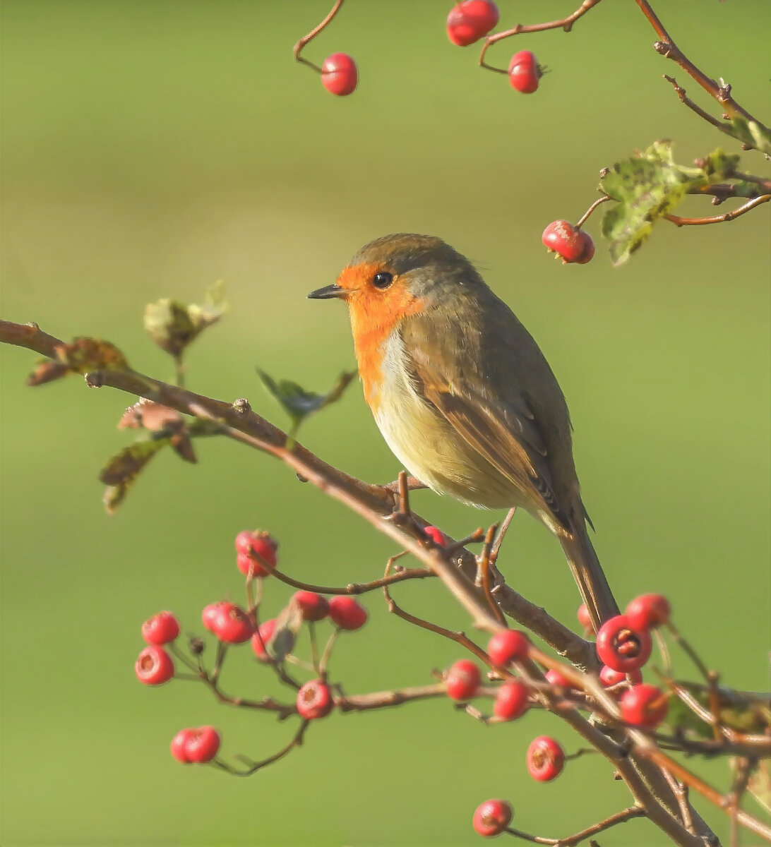 DSCN1252 copy-Edit copy.jpg