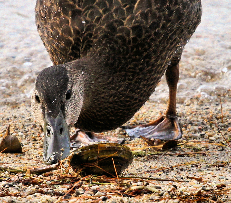 Duck_0639b.jpg