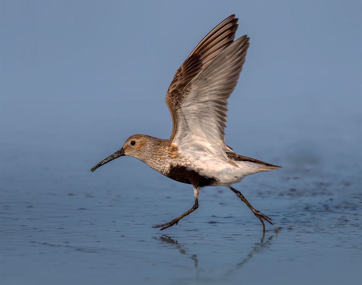 Dunlin.png
