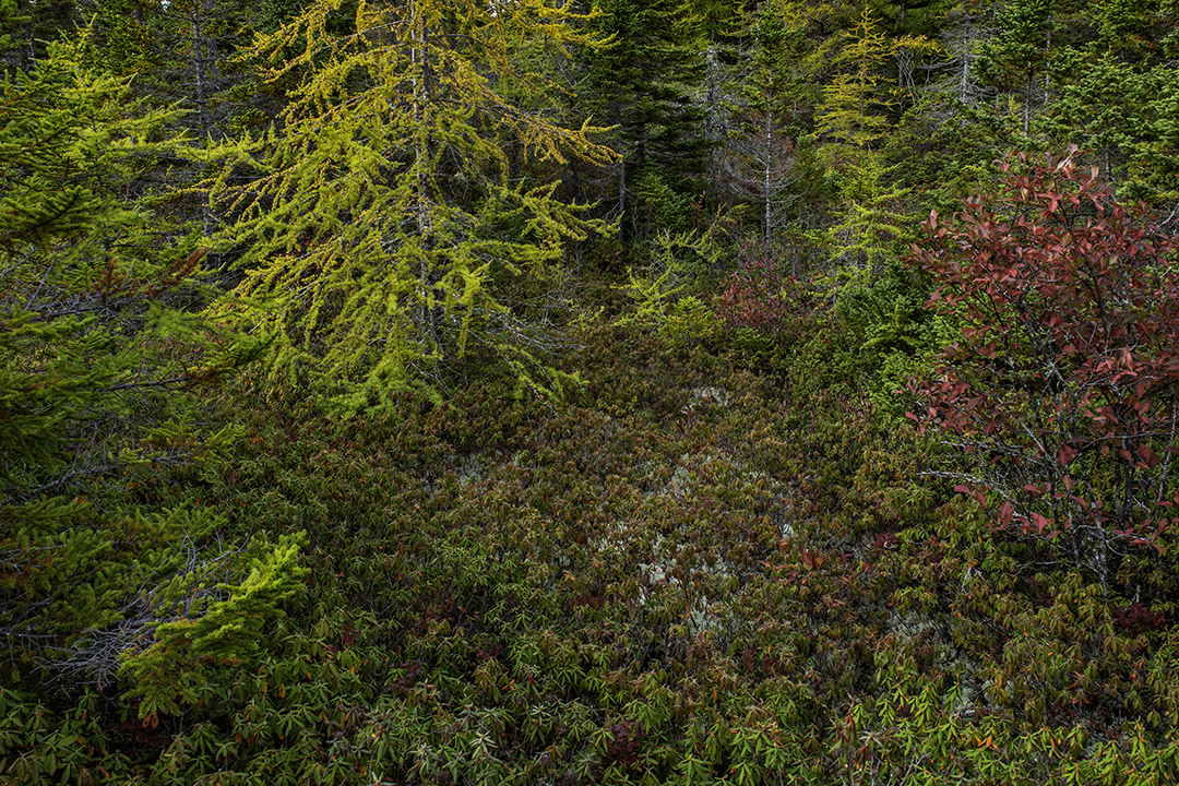 Eagle Hill Bog V.jpg