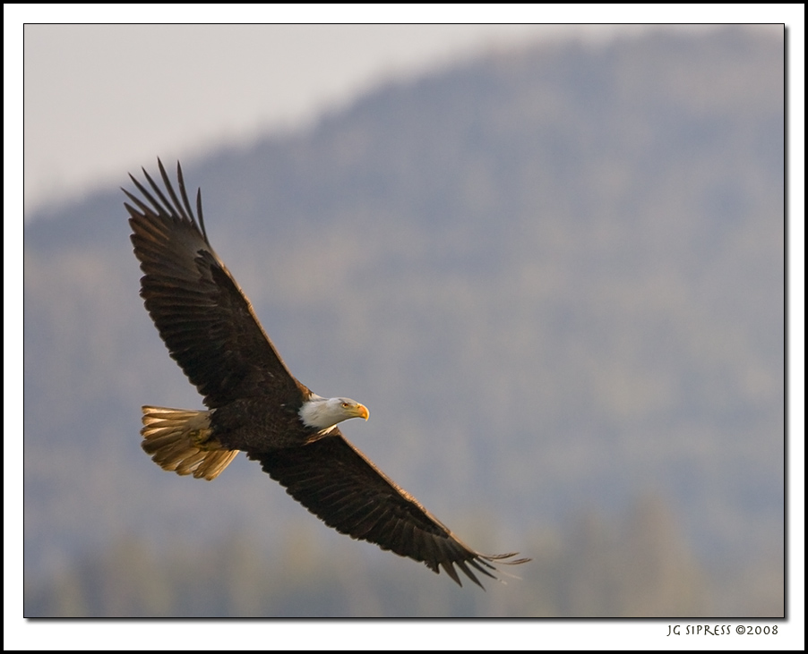 eagle1.jpg