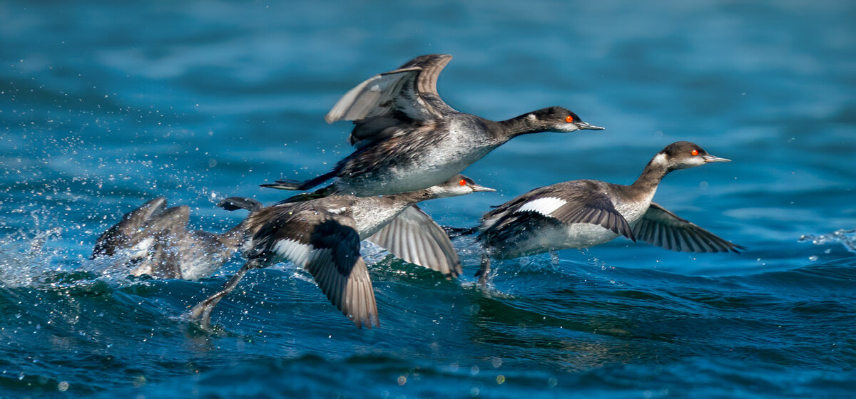 Eared grebe-6427-Edit.jpg