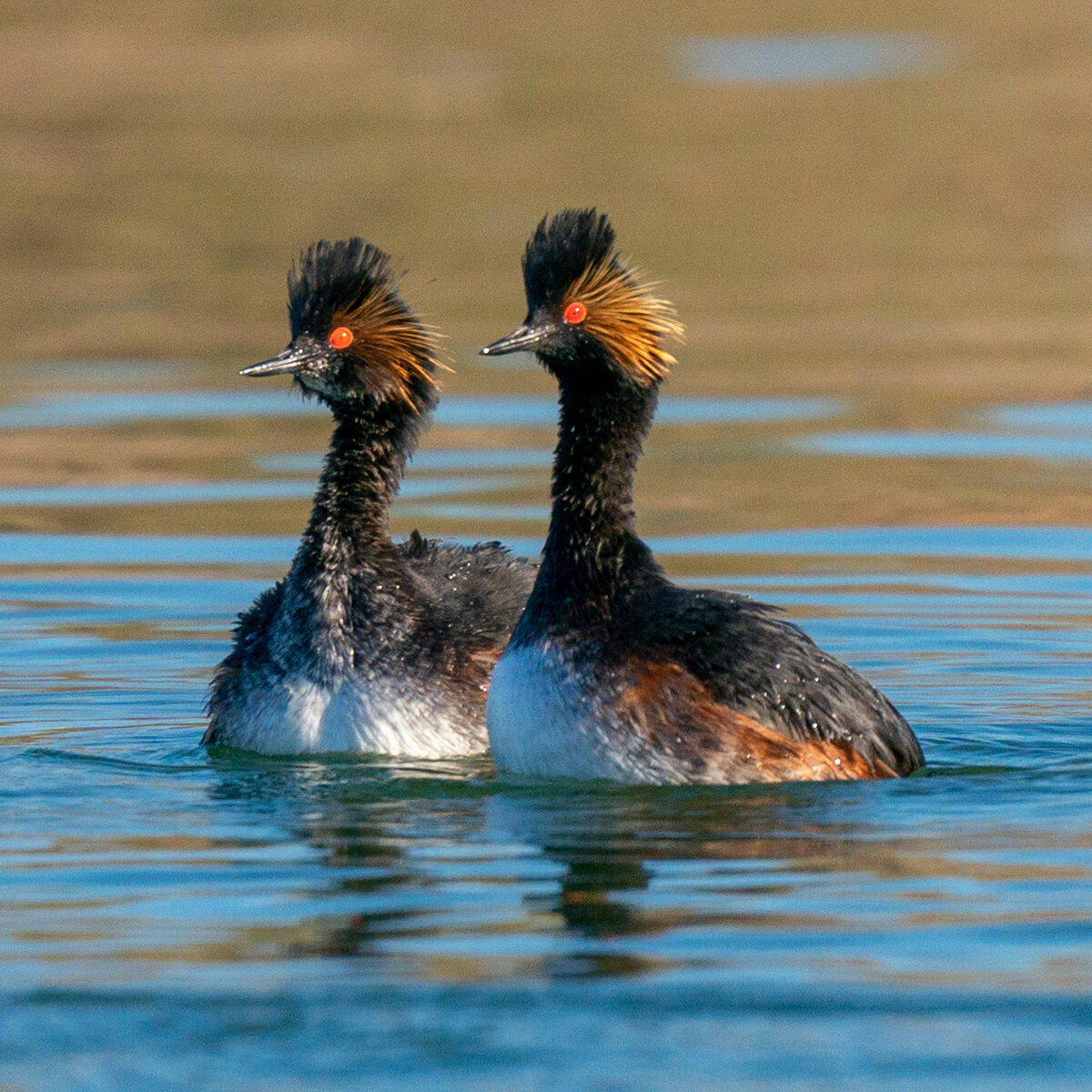Earred Grebe Grebe-2195.jpg