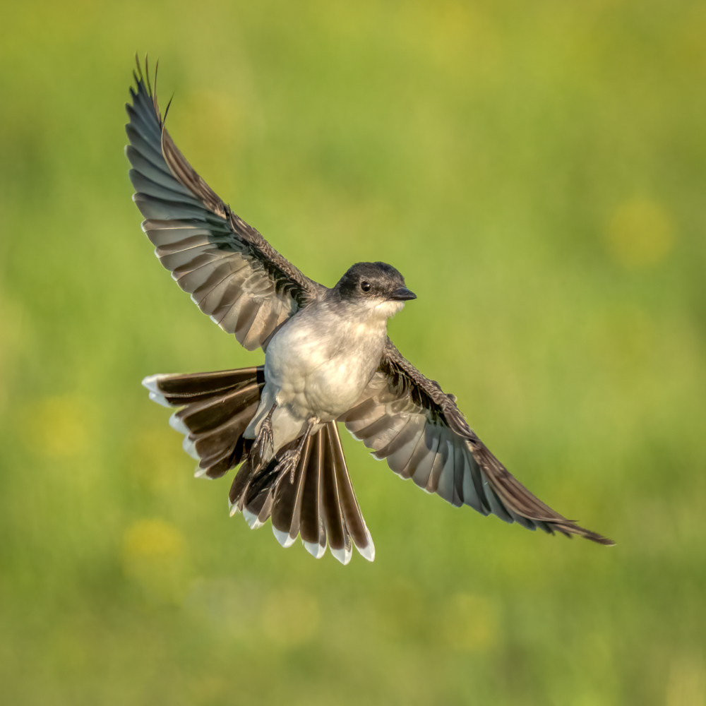 Eastern kingbird-01068-Edit.jpg