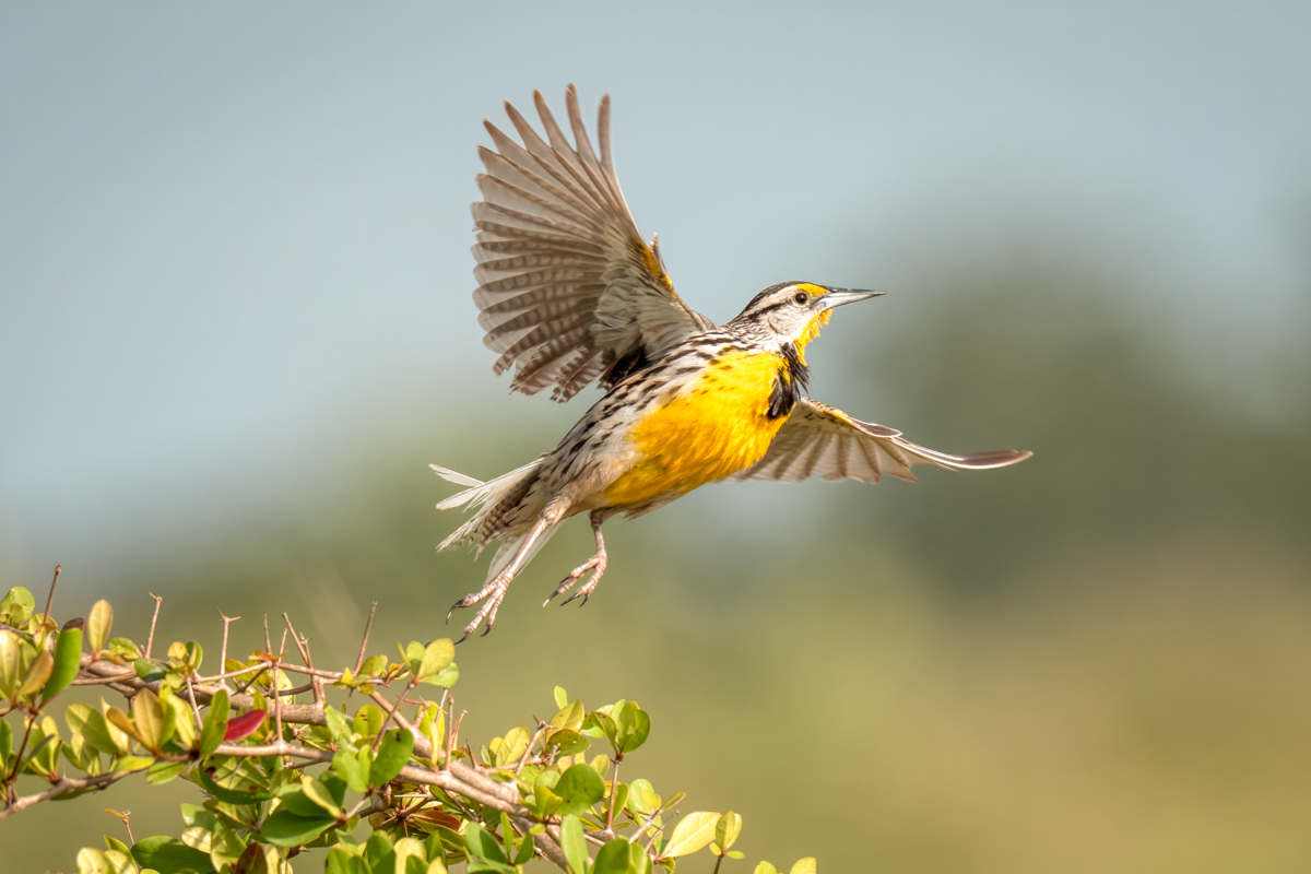 Eastern meadowlark-09959-Edit.jpg