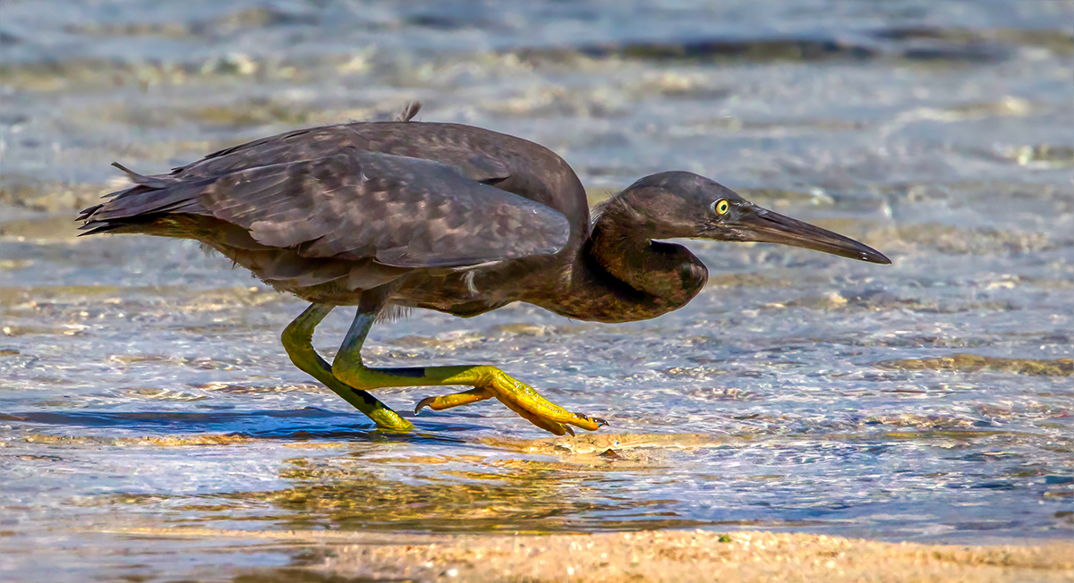 Eastern Reef Egret.jpg