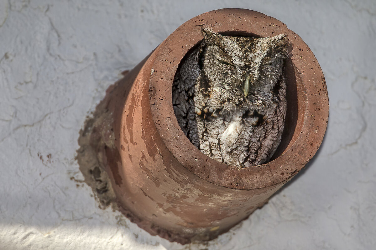 Eastern Screech Owl.jpg