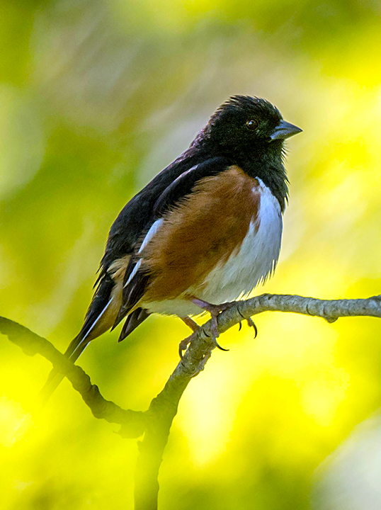 Eastern Towhee  4.jpg