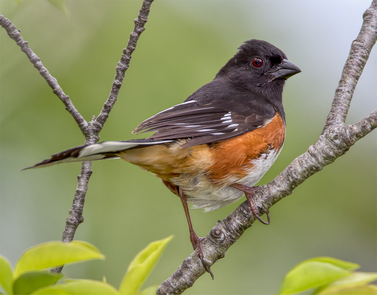 Eastern Towhee.png