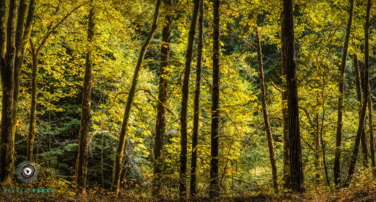 Eel River Maples.jpg