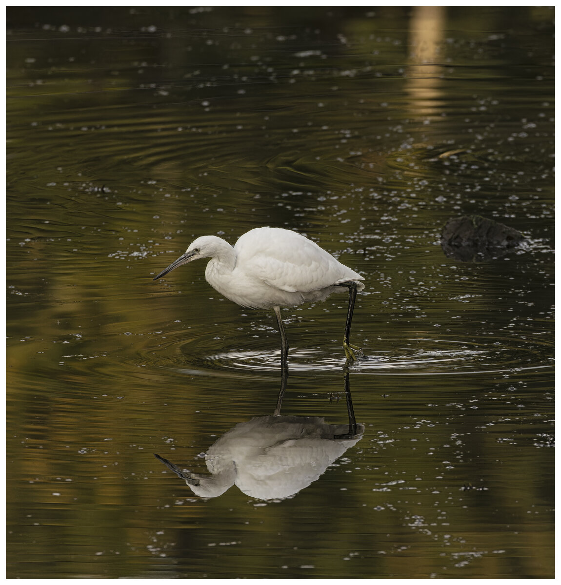Egret.jpg